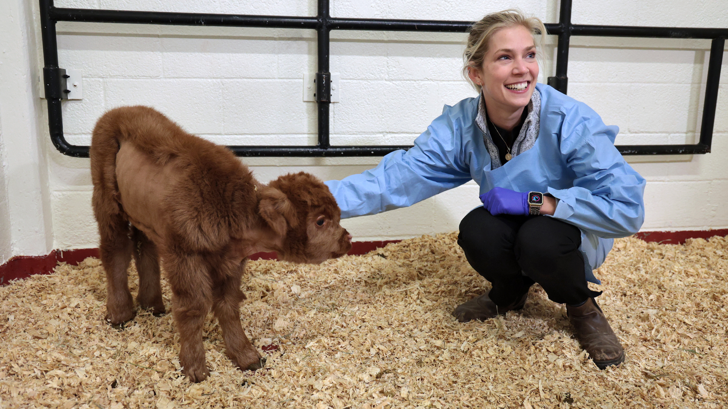 Dr. Lisa Gamsjaeger squats next to Highland calf Starlight Dawkins inside a stall at the NC State Veterinary Hospital.