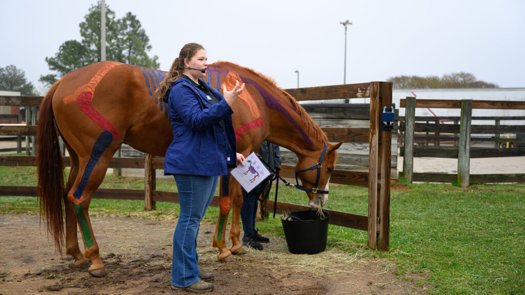 A student wearing a microphone headset stands in front of a brown horse painted to show its skeletal anatomy.