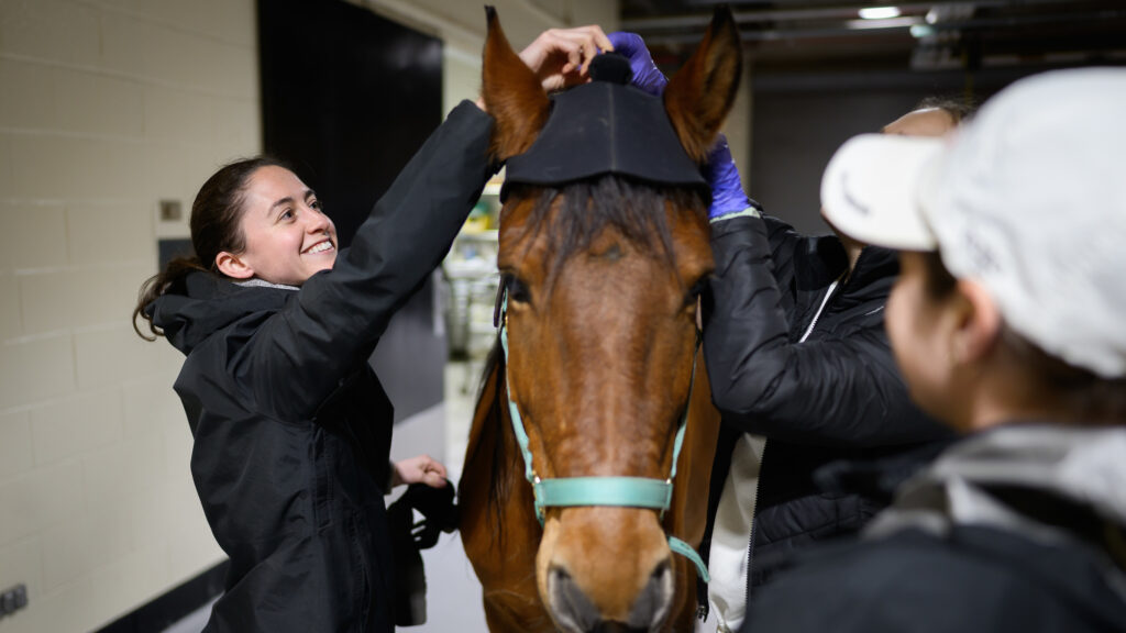 Tufts smiles as she places a lameness locator sensor on an equine patient's head.