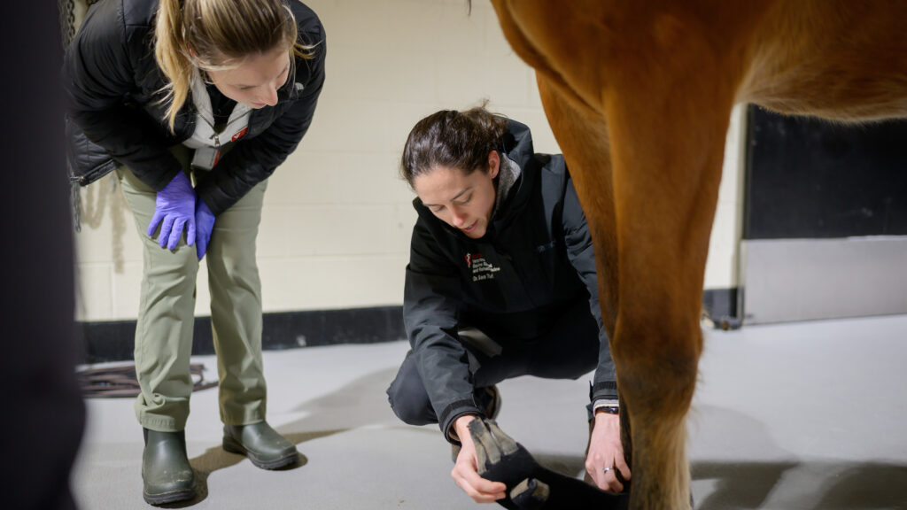 Tufts kneels down to place another lameness locator sensor on the horse's right leg. Another clinician looks on.