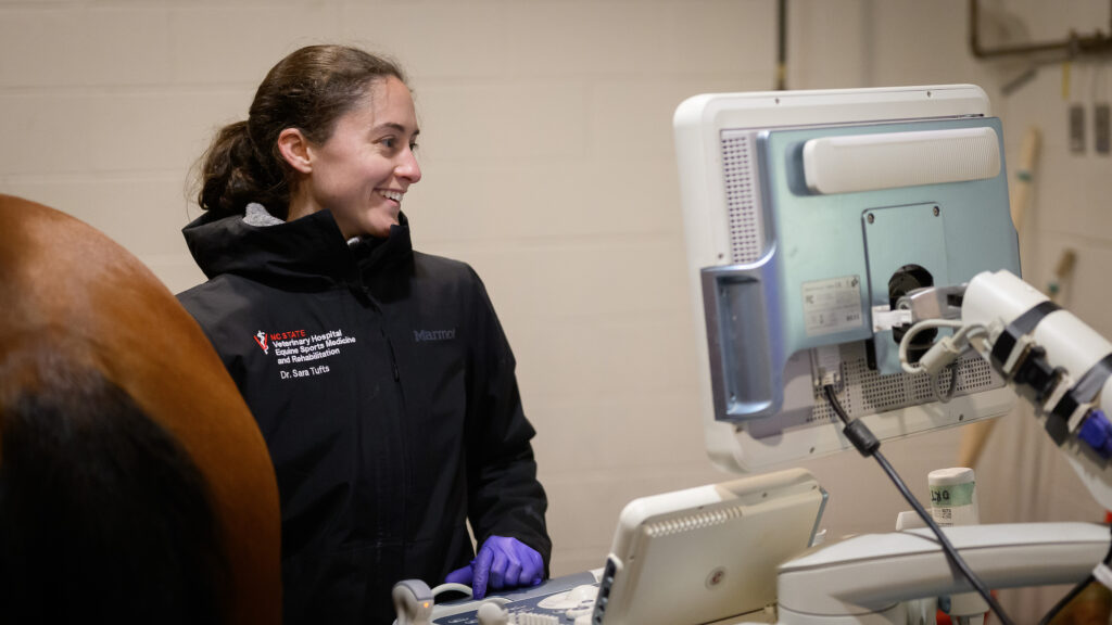Tufts smiles while conducting an ultrasound on a horse's left hip area.