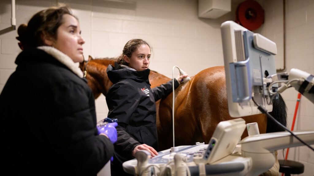 Tufts holds an ultrasound probe over the horse's hip area and consults the results on a screen.