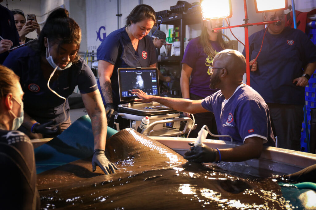 Dr. Gregory Scott performs an ultrasound at the Georgia Aquarium, surrounded by a clinical team.