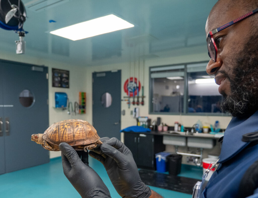 Dr. Scott, seen from the left side, holds a palm-sized turtle in a treatment room at Georgia Aquarium