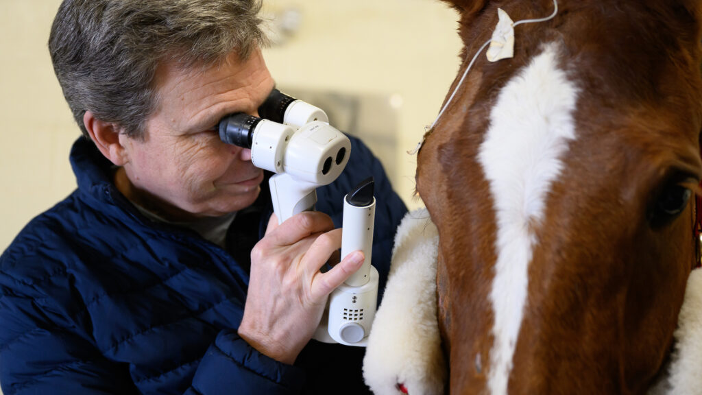Dr. Brian Gilger examines a horse's eye at the NC State College of Veterinary Medicine.