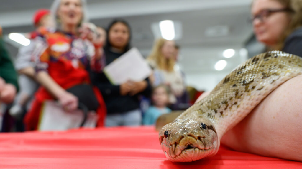 A snake looks at the camera.