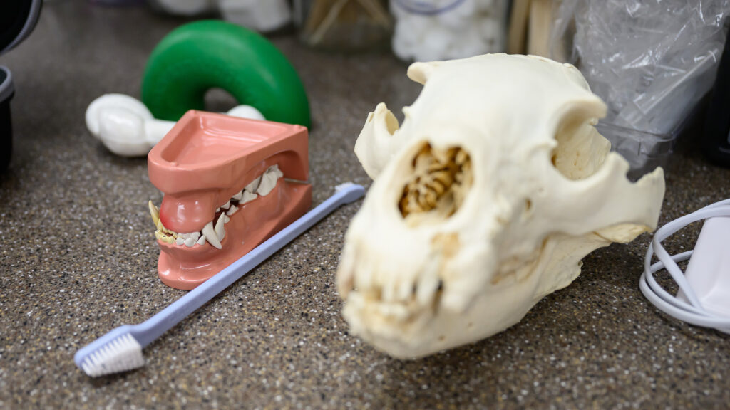 A dental model of a dog's mouth, a pet toothbrush and a lioness' skull sit on a table.