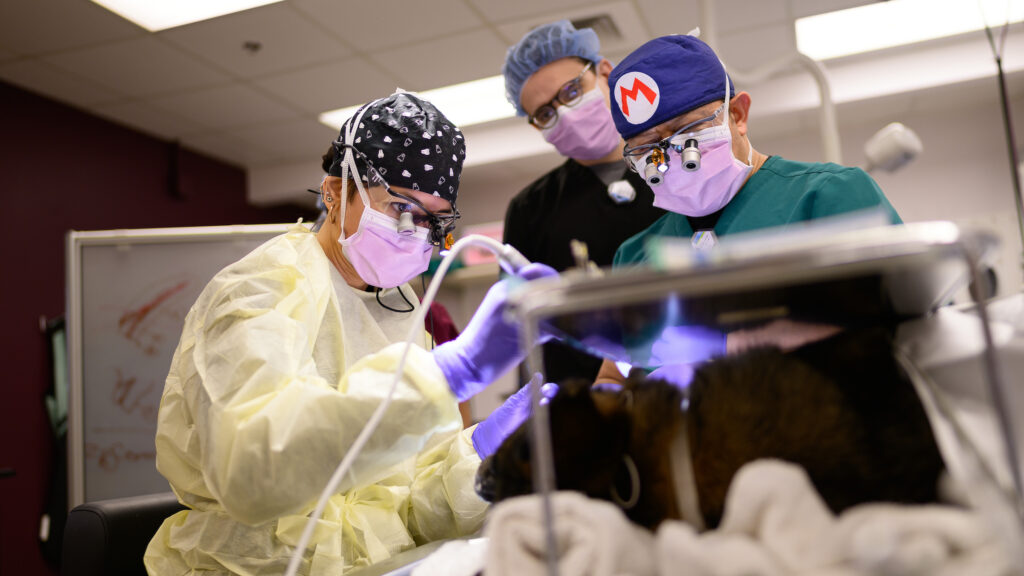 Porcel Sánchez, left, operates on a patient with her residency mentor, Dr. Lenin Villamizar-Martinez, right. Another person stands behind them, watching them work.