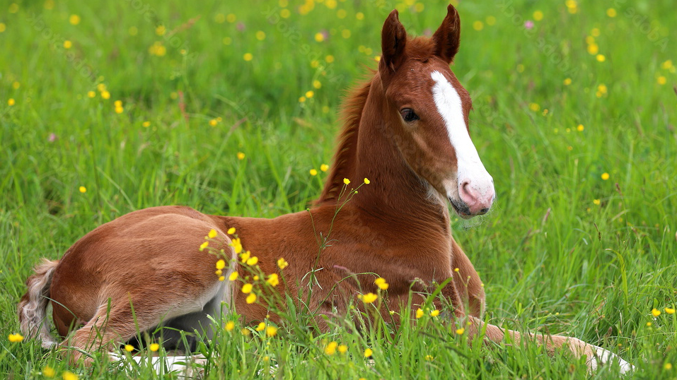 Foal lying in a field.