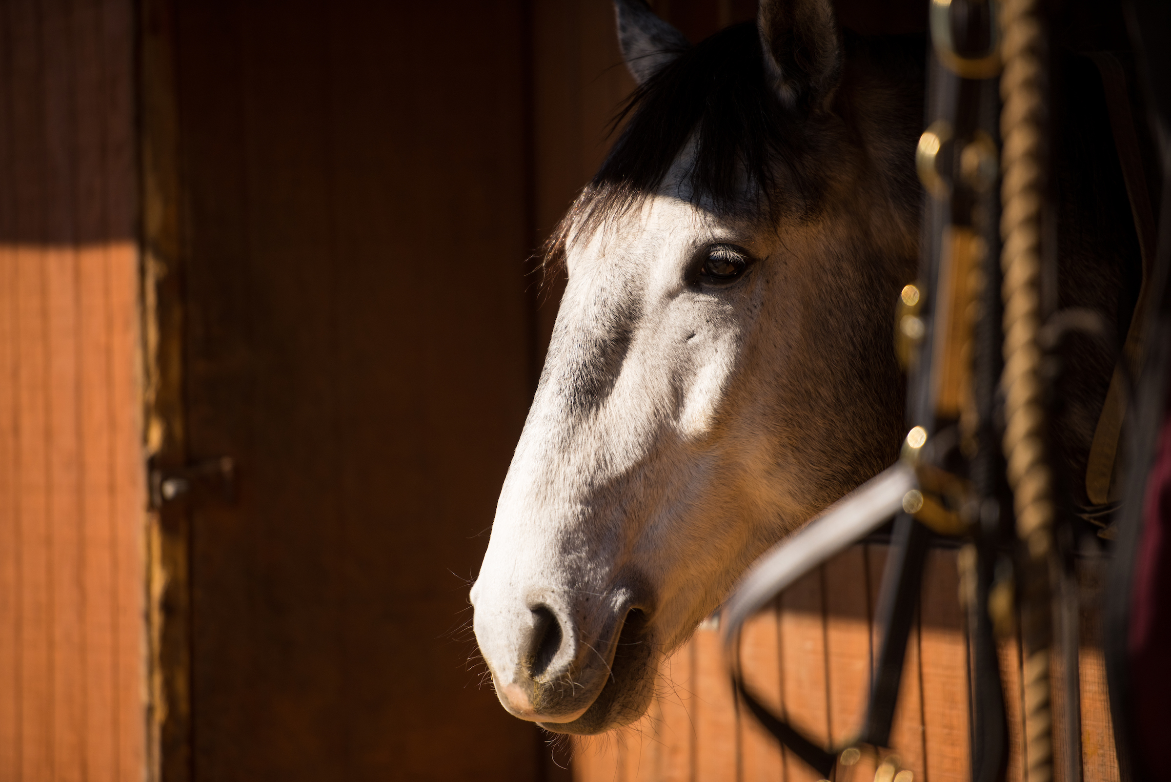 A white-colored horse peers out of a barn stall into the sunlight.