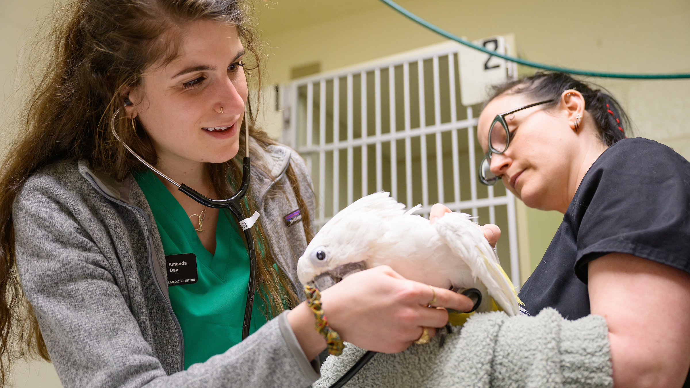 Exotic animal medicine intern Dr. Amanda Day conducts a physical exam on umbrella cockatoo Boo. Registered veterinary technician Meagan Smith holds Boo on a towel during the exam.