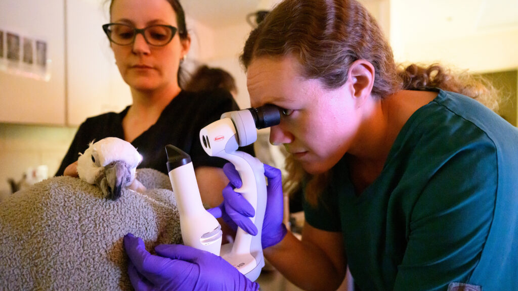 Veterinary ophthalmology resident Dr. Nicole Himebaugh examines Boo's eye with a handheld slit lamp during a recheck appointment in March.