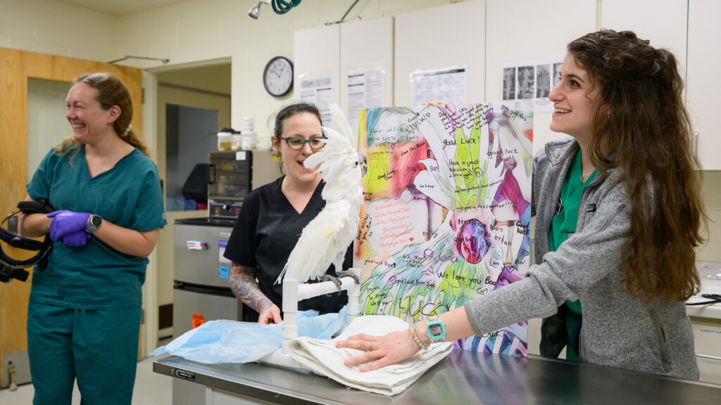 Three members of Boo's care team celebrate with him after a recheck appointment. Dr. Amanda Day holds a poster made for Boo by children he has helped through animal-assisted therapy, and Boo appears excited to see its bright colors, as evidenced by him holding his crest high.