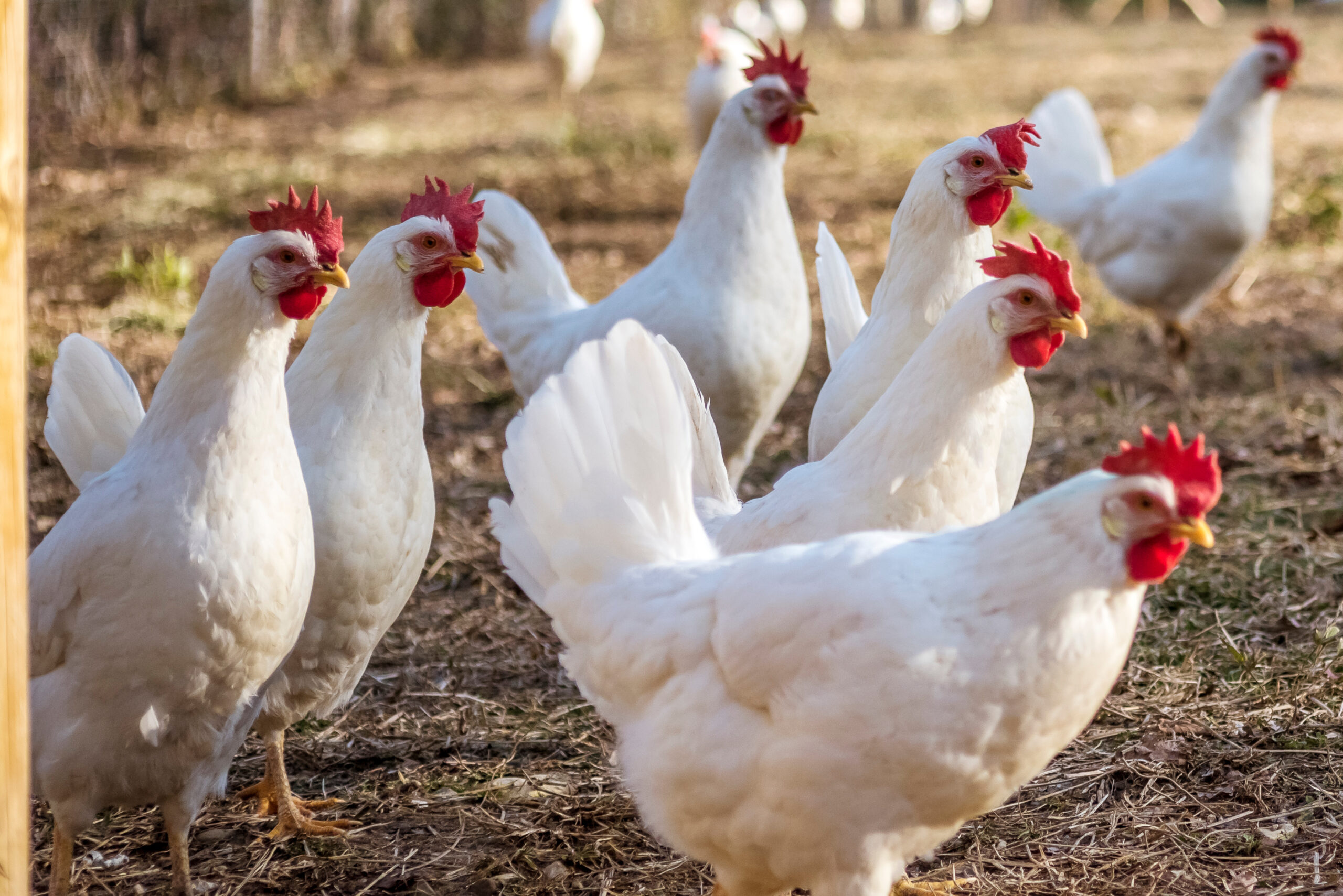 Many Leghorn chicken in a free range farming, watching with curiosity