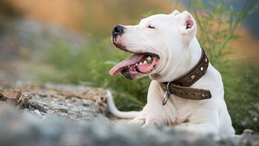 dogo argentino portrait outdoors.