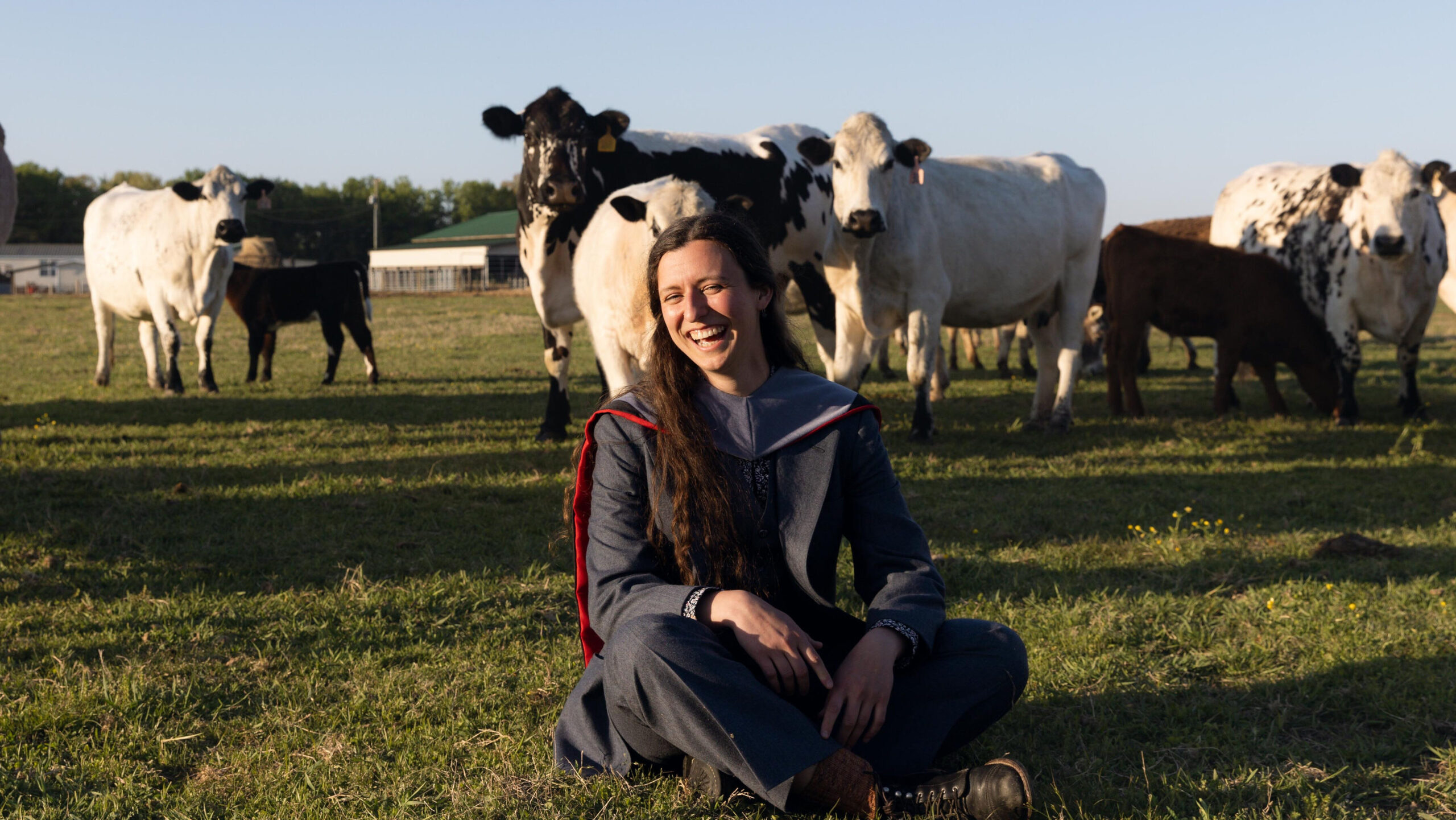 Keefer sits in a field of cows in her graduation regalia.