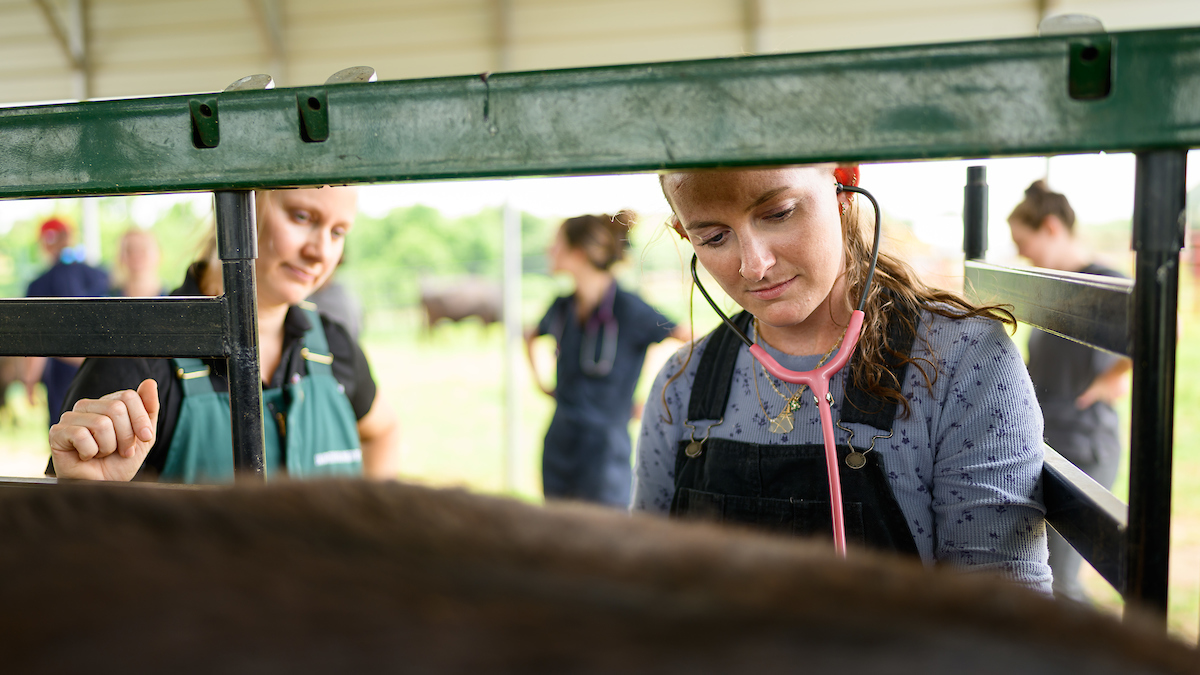 Lauren Buslinger walks veterinary technician students from Cape Fear Community College through some of the finer points of working with beef cattle at the TAU.