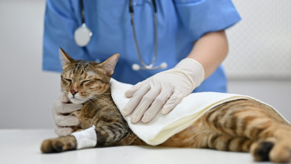 An injured cat is being checked up by a professional veterinarian at a vet clinic.