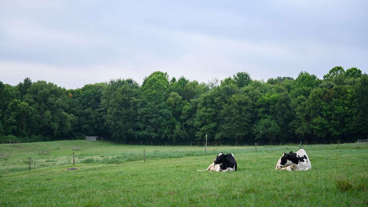 two cows laying adn relaxing in the field outside of the College of Veterinary Medicine