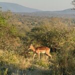a deer-like creature roams in the brush with mountains in the distance