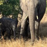 an elephant looks at the camera while standing next to a tree