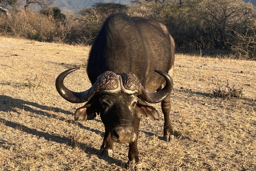 an African Buffalo looks up from eating grass