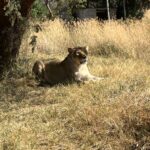 a female lion lounges in the shade of a tree