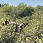 animals look around while walking through dense foliage