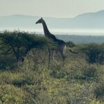 a giraffe roams through the wild off in the distance silhouetted by mountains 