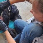 katie places a drain on black dog that has a puncture wound