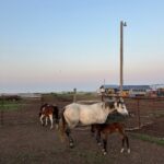 a brown and white adult horse, a light gray speckled horse and a mostly brown foal stand and graze in a gated area on a farm