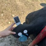 katie shows off a special device that measures something associated with a steer's ear and it's ear tags