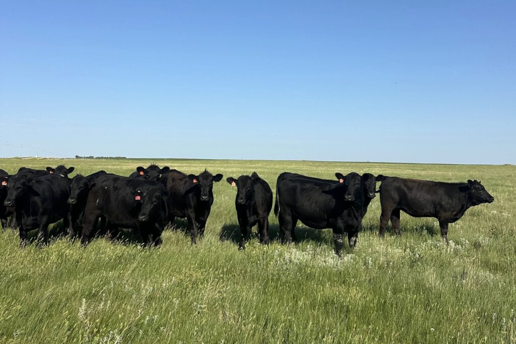 8-10 black beef cattle stand together in a bright green, grassy field with a blue, cloudless sky above