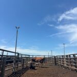 two large, horned cattle lounge in a gated pen