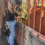 katie works on a reddish brown cow that is in a special gated pen
