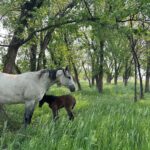 a grayish-white adult horse stands over a small brown foal in a high grass field with a tree canopy