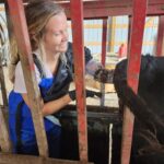 katie performs large animal medicine, checking on a pregnant cow with a gloved hand