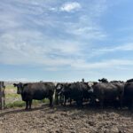 a herd of beef cattle stands together in a field with a blue sky above