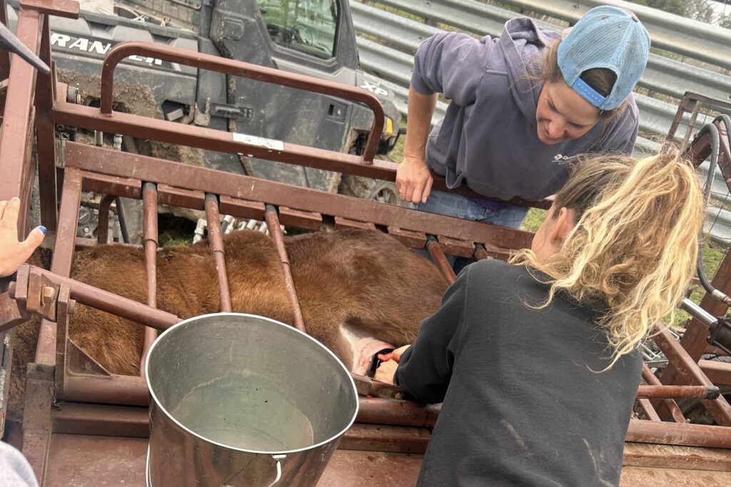katie performs a veterinary medicine task on a steer while another woman looks on
