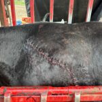 a well-sutured scar marks the flank of a brownish-black beef steer