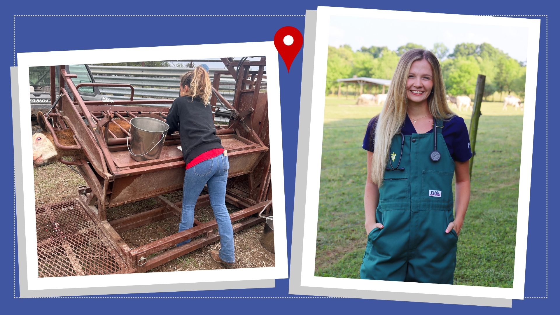 A blue box with a picture of Katie Forrest in green overalls and a picture of Katie Forrest operating on a brown cow in the other.