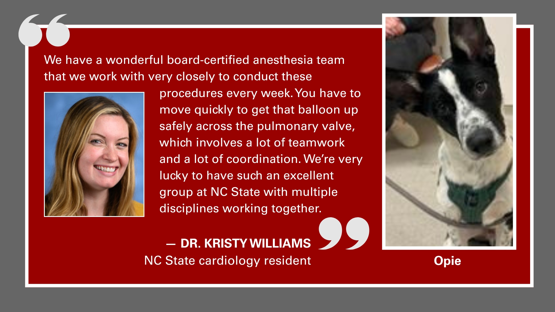 A graphic with a quote from Dr. Kristy Williams that says: We have a wonderful board-certified anesthesia team that we work with very closely to conduct these procedures every week. You have to move quickly to get that balloon up safely across the pulmonary valve, which involves a lot of teamwork and a lot of coordination. We’re very lucky to have such an excellent group at NC State with multiple disciplines working together.