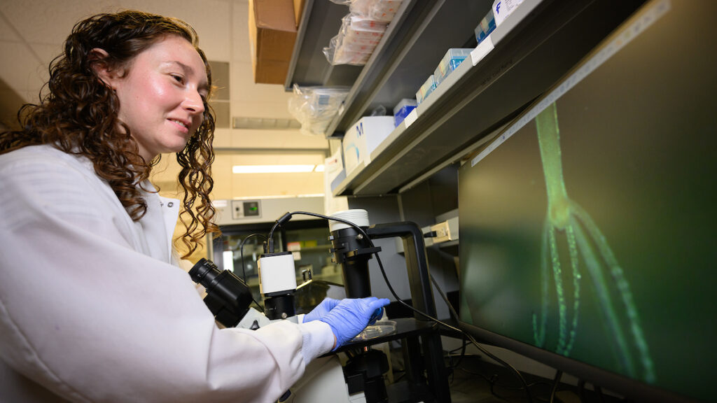 VSP student Brooke Stonemetz works at a computer screen that shows a green outline of a hydra