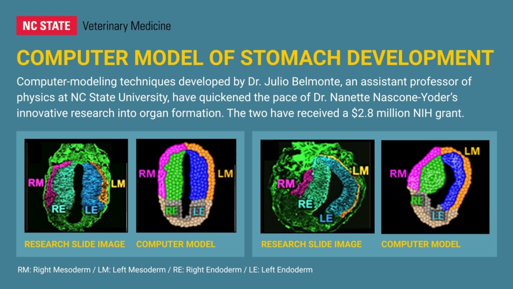A graphic comparing what research slides showing stomach cells look like on one side and what computer modeling of those slides looks like on the other side. 