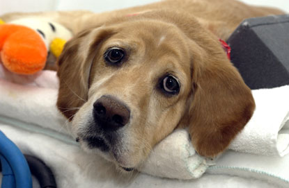 sick dog