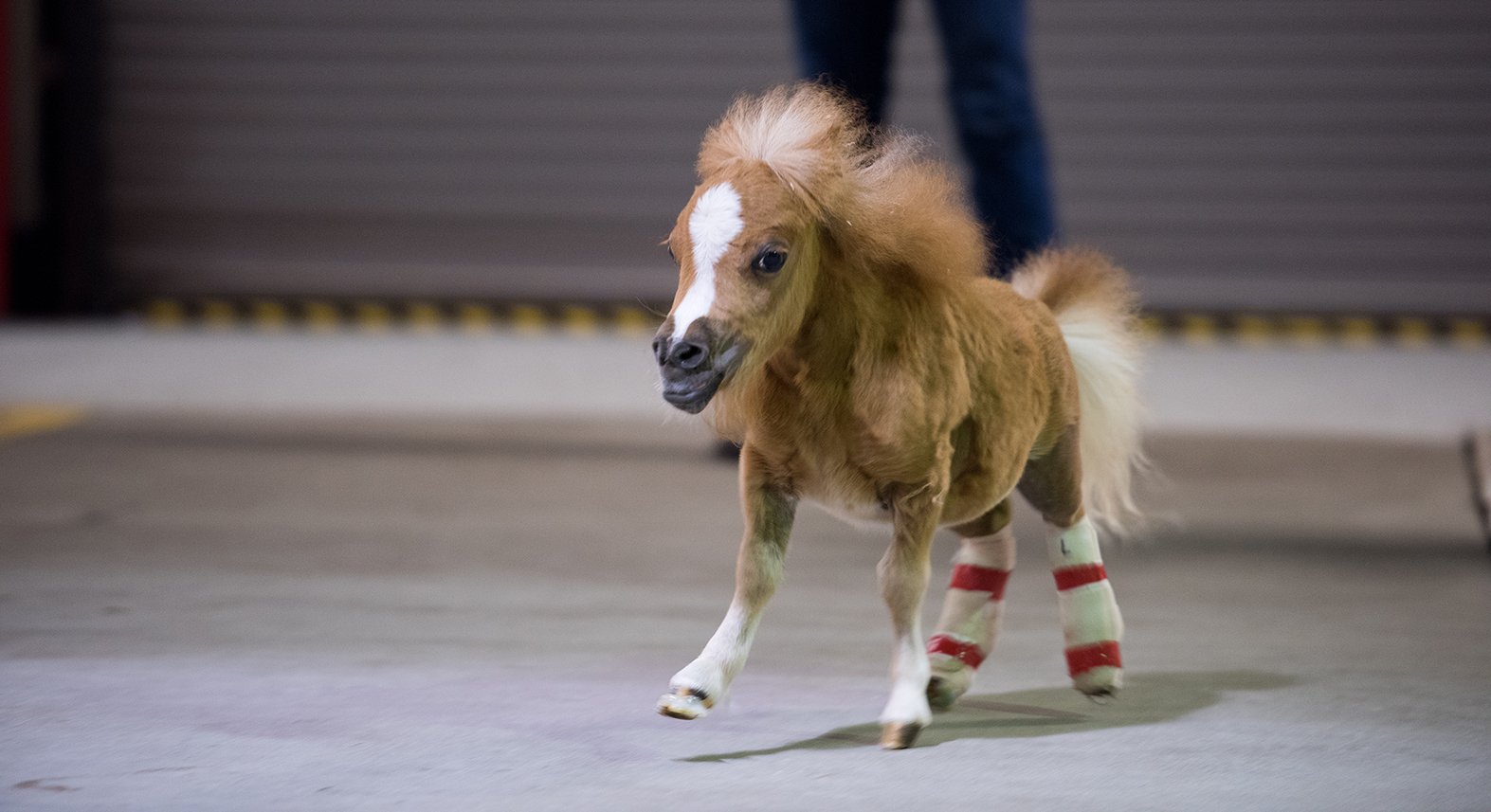 small pony runs in barn