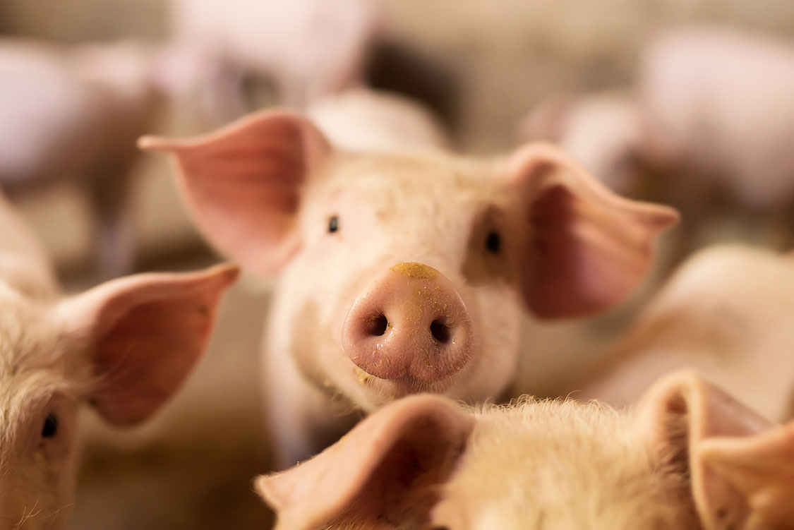 Pig nose in the pen. Focus is on nose. Shallow depth of field.