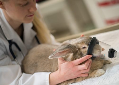 Pet rabbit prepares to receive radiation oncology treatment. Photo by Nathan Latil/NC State Veterinary Medicine