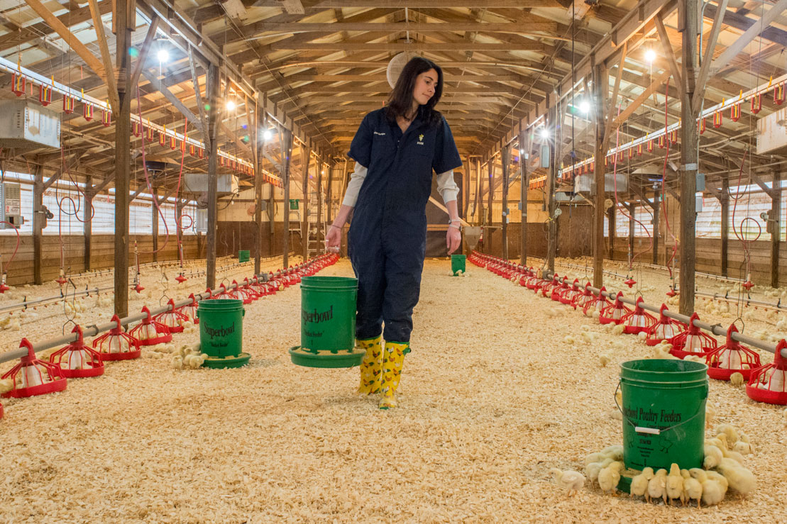 female walks in barn feeding chickens