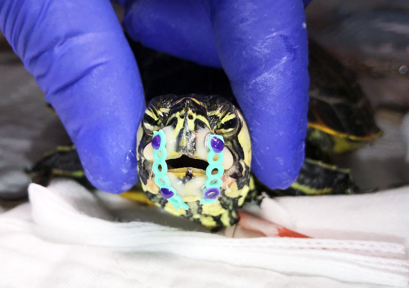 turtle's beak stabilized using buttons and elastic